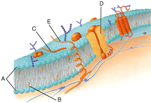 peripheral protein