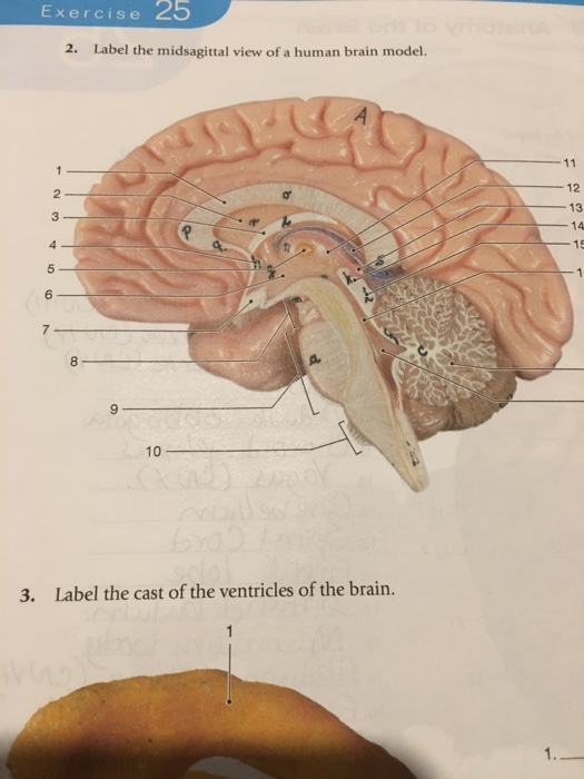 Midsagittal Section Of The Brain Labeled