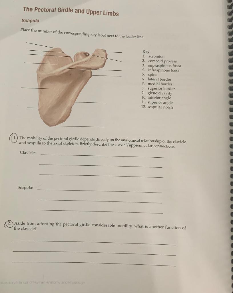 Solved The Pectoral Girdle And Upper Limbs Scapula Place The | Chegg.com