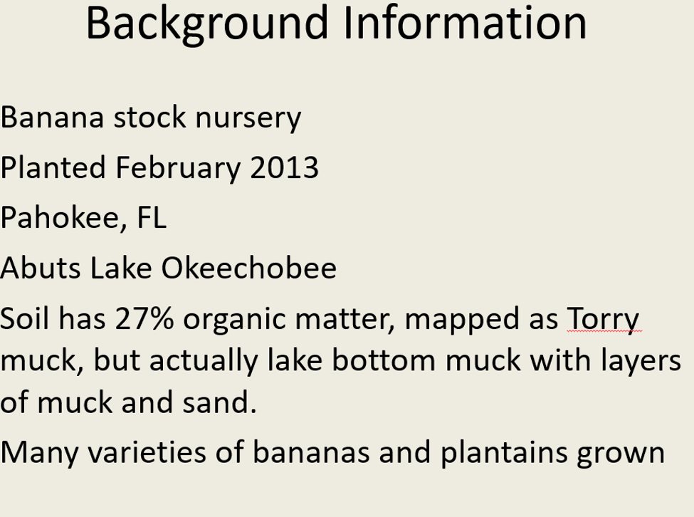 Background Information Banana stock nursery Planted February 2013 Pahokee, FL Abuts Lake Okeechobee Soil has 27% organic matt