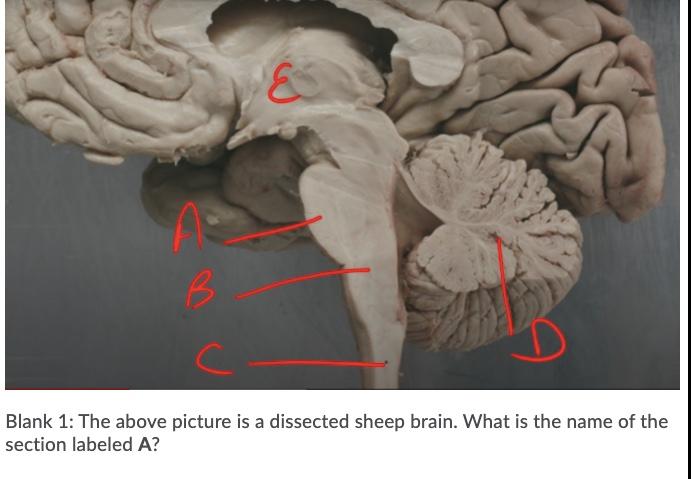 Solved A Blank 1: The above picture is a dissected sheep | Chegg.com