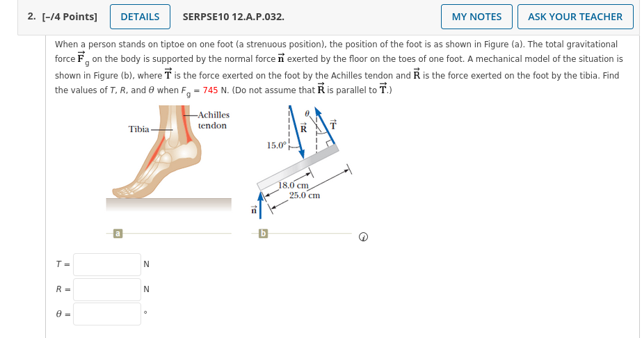 Solved When a person stands on tiptoe on one foot (a | Chegg.com