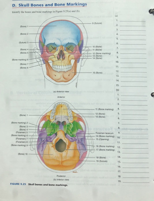 Solved: D. Skull Bones And Bone Markings Identify The Bone... | Chegg.com