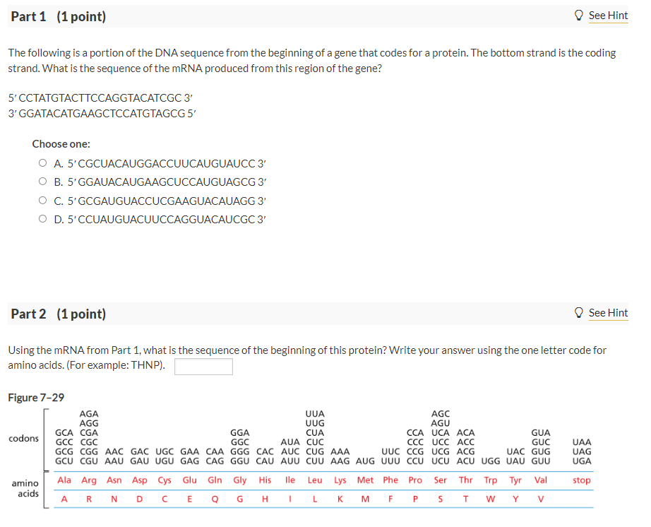 Solved The following is a portion of the DNA sequence from | Chegg.com