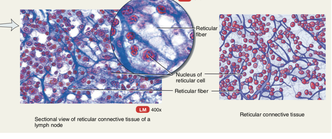 reticular connective tissue lymph node