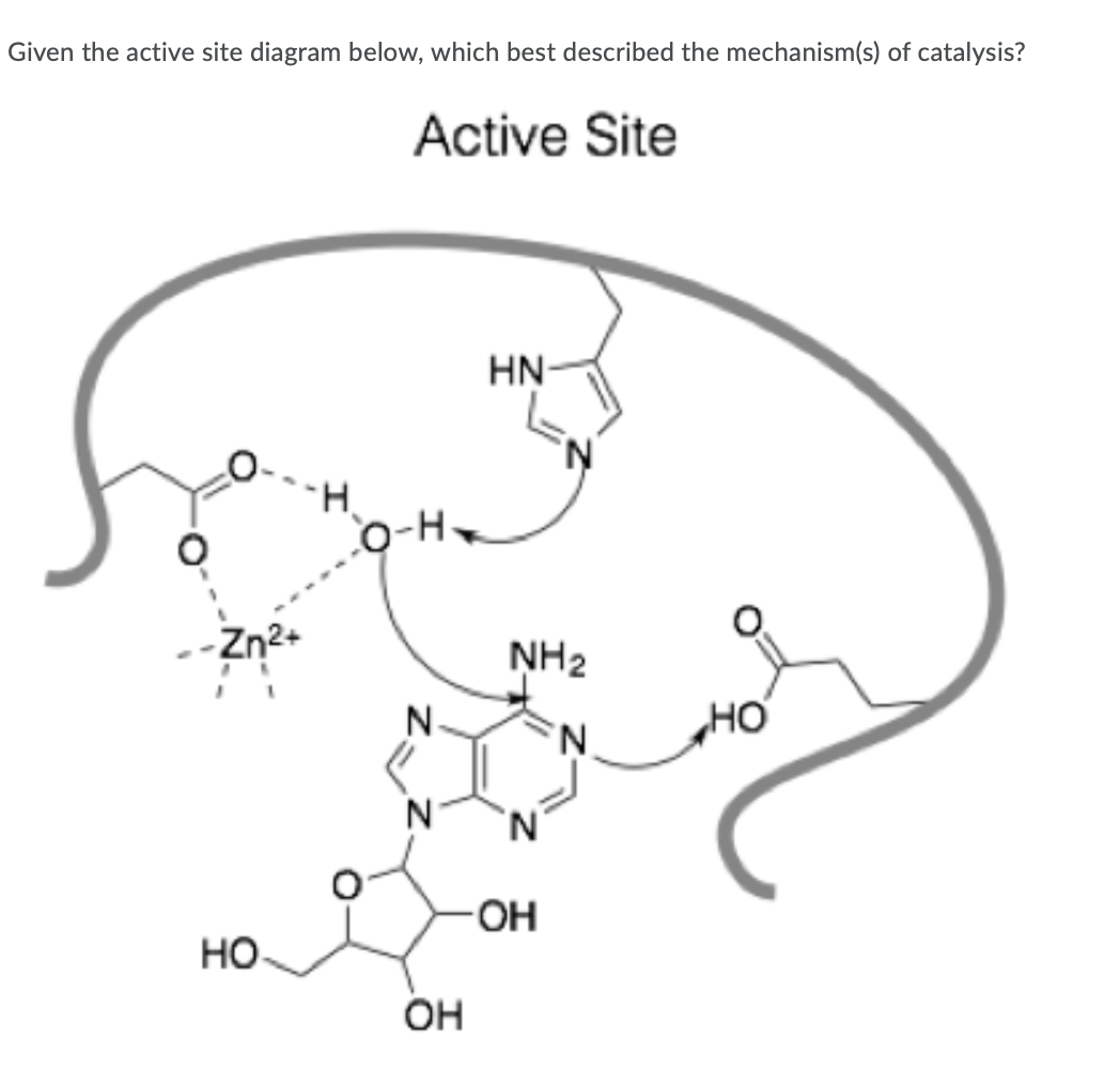 Solved Given the active site diagram below, which best | Chegg.com