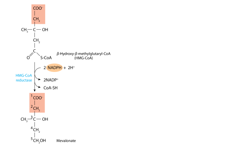 |8_5__
HMG-CoA
reductase
COO-
CH,
CH?-C-OH
CH?
S-COA
2 NADPH + 2H+
2NADP+
CoA-SH
Coo-
B-Hydroxy-3-methylglutaryl-CoA
(HMG-CoA