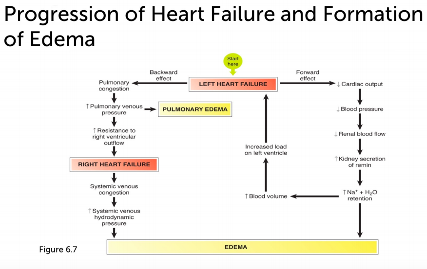 solved-consider-left-heart-failure-a-form-of-congestive-chegg