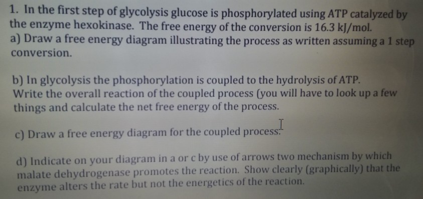 1. In the first step of glycolysis glucose is | Chegg.com