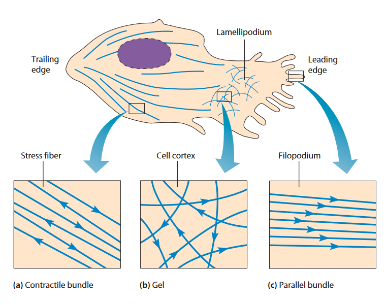 Draw A Diagram Illustrating The Role Of The Following 