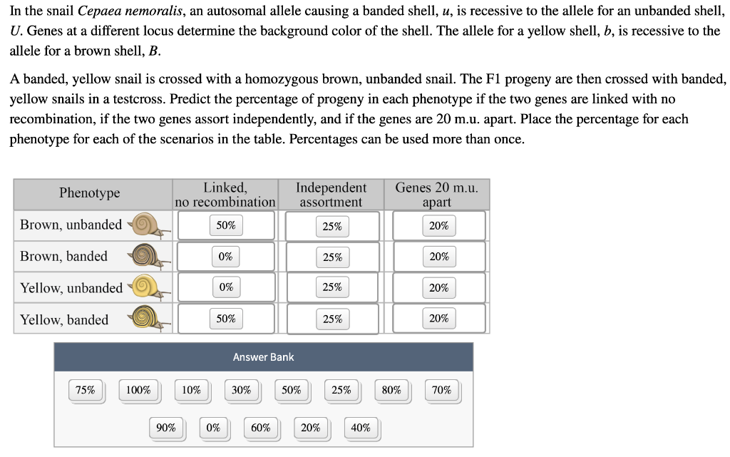 Solved In The Snail Cepaea Nemoralis, An Autosomal Allele | Chegg.com