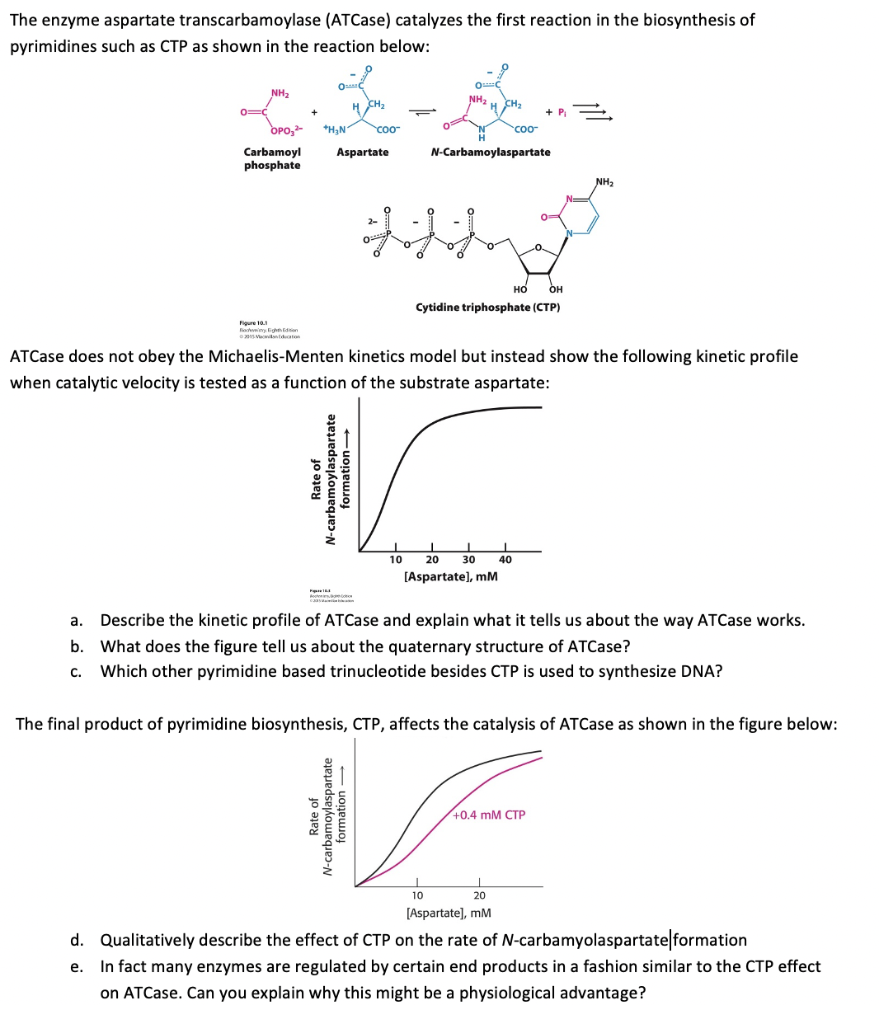 Solved The enzyme aspartate transcarbamoylase (ATCase) | Chegg.com