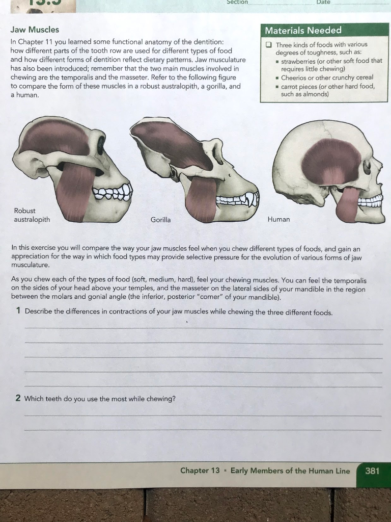 Solved: Section Date Jaw Muscles Materials Needed In Chapt... | Chegg.com