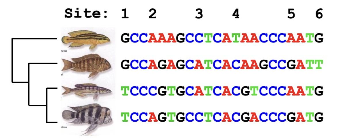Solved part 1 Q 3The figure below shows the evolutionary | Chegg.com