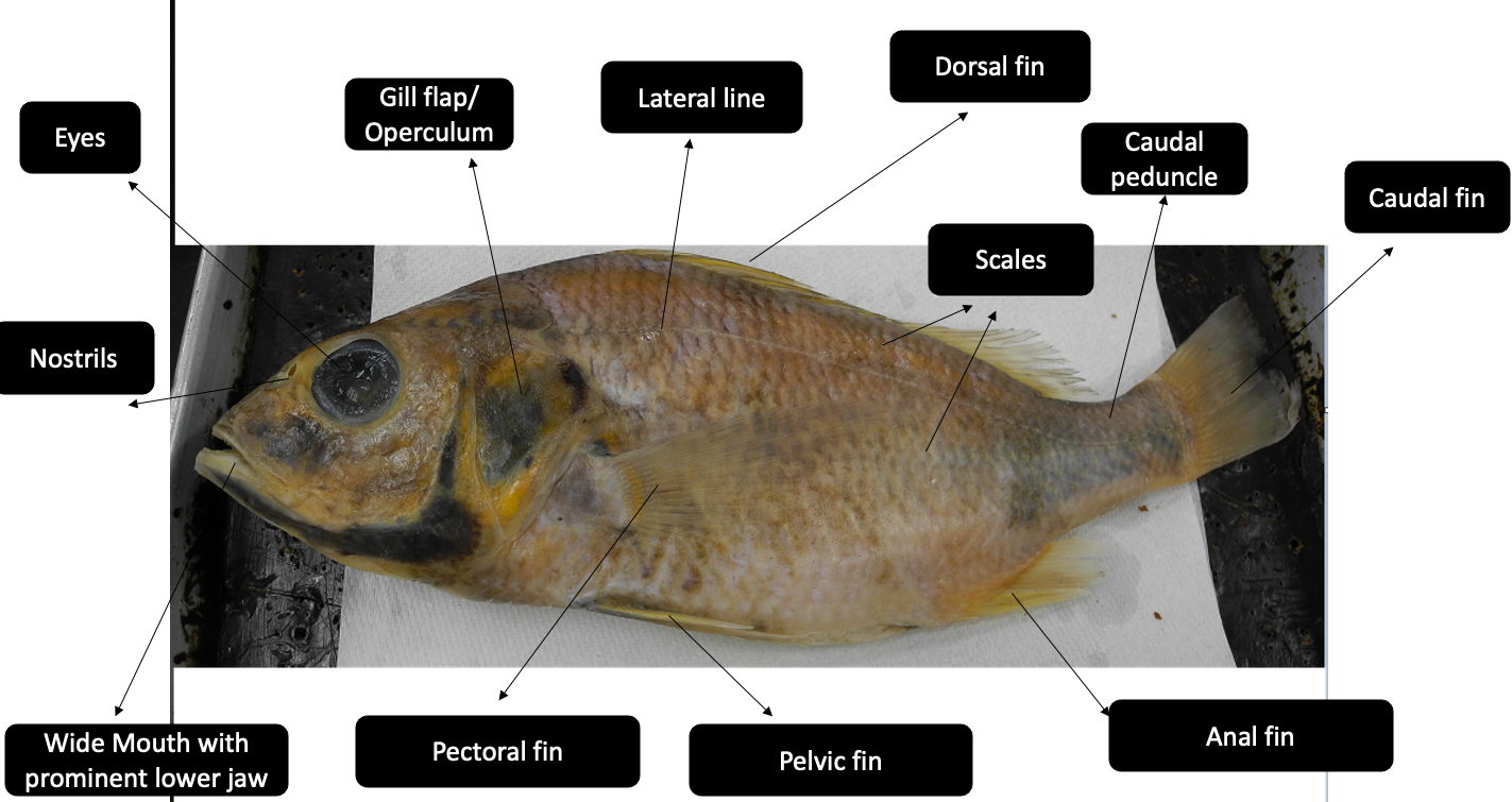 Solved Dorsal fin Lateral line Gill flap/ Operculum Eyes