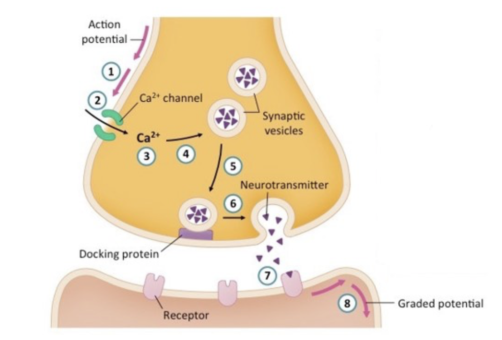 Solved Action potential Ca2+ channel Synaptic vesicles Ca2+ | Chegg.com