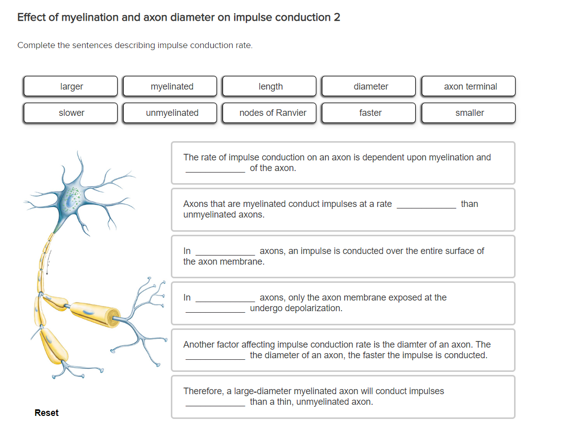 Solved Effect of myelination and axon diameter on impulse | Chegg.com