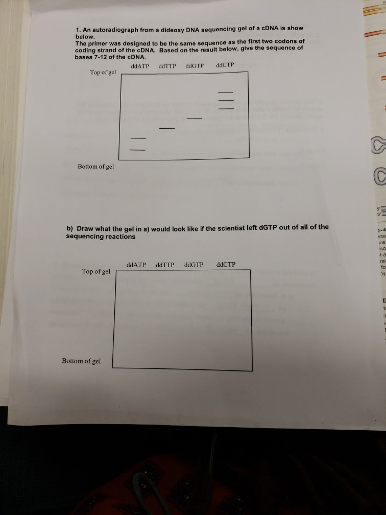Solved 1. An autoradiograph from a dideoxy DNA sequencing