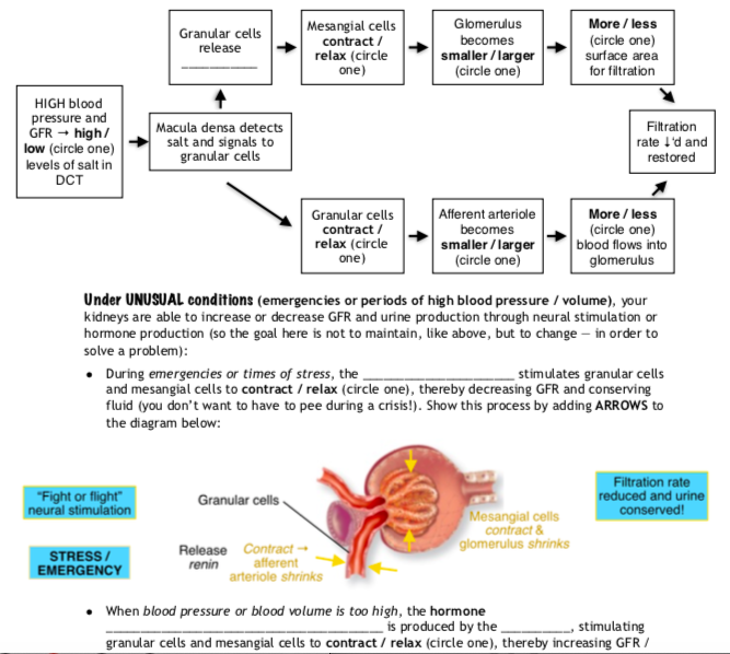 Solved Mesangial cells contract relax (circle one)