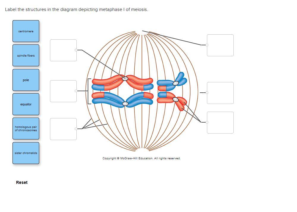 Label the structures in the diagram depicting metaphase I of meiosis.