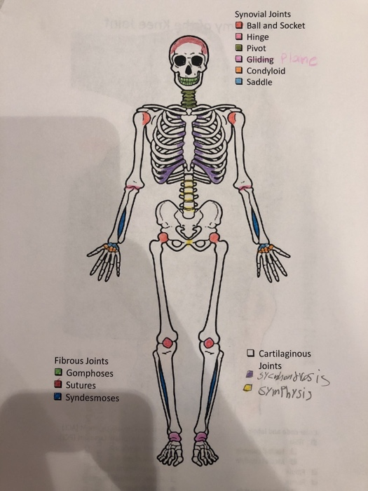 Solved Synovial Joints O Ball and Socket Hinge Pivot