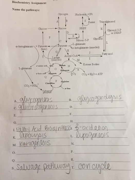 Solved Biochemistry Assignment Name The Pathways: Glycogen | Chegg.com