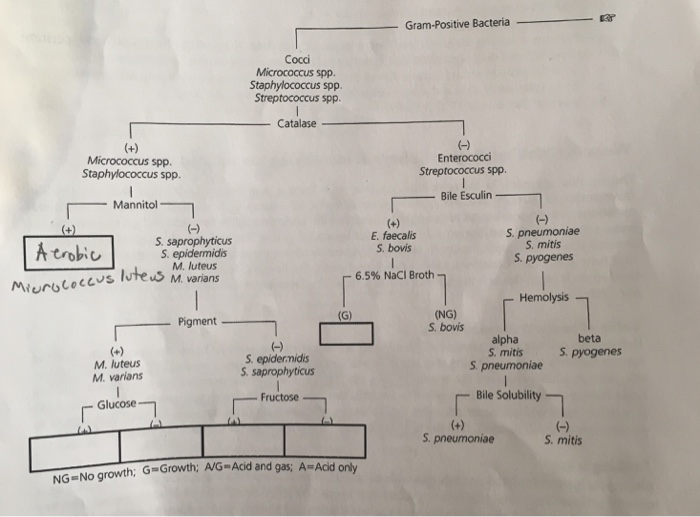 Solved: Gram-Positive Bacteria Cocci Staphylococcus Spp St... | Chegg.com