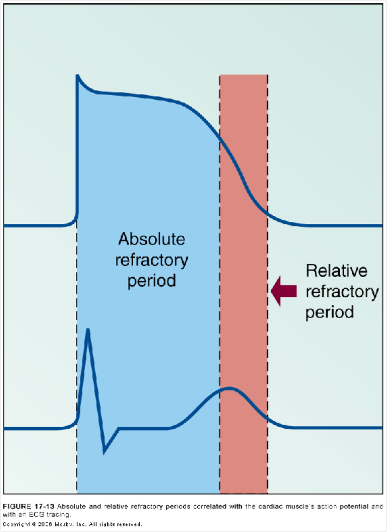 absolute refractory period ecg