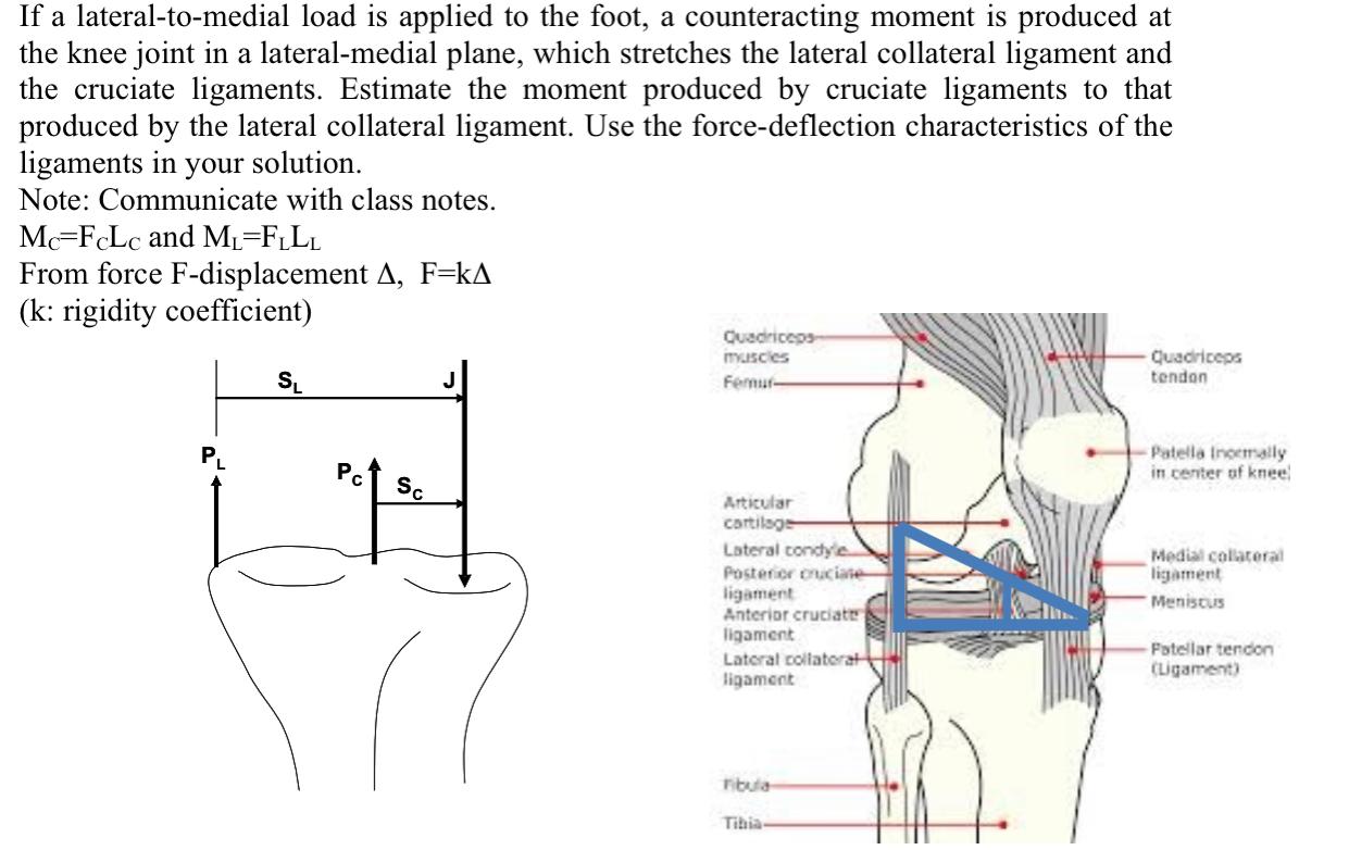 Solved If a lateral-to-medial load is applied to the foot, a | Chegg.com