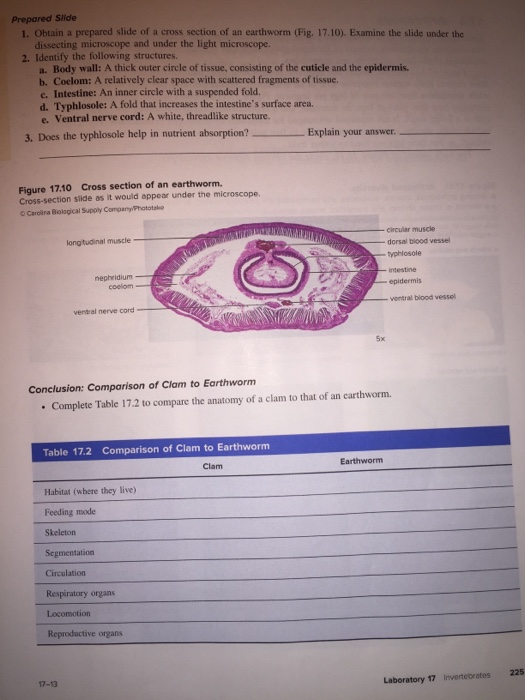 Cross Section Earthworm Labeled [2026]