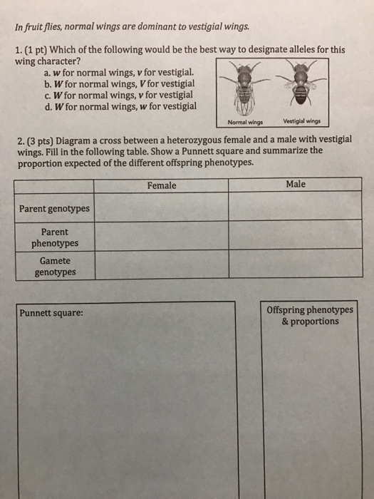 Solved In Fruit Flies Normal Wings Are Dominant To Vestigial 