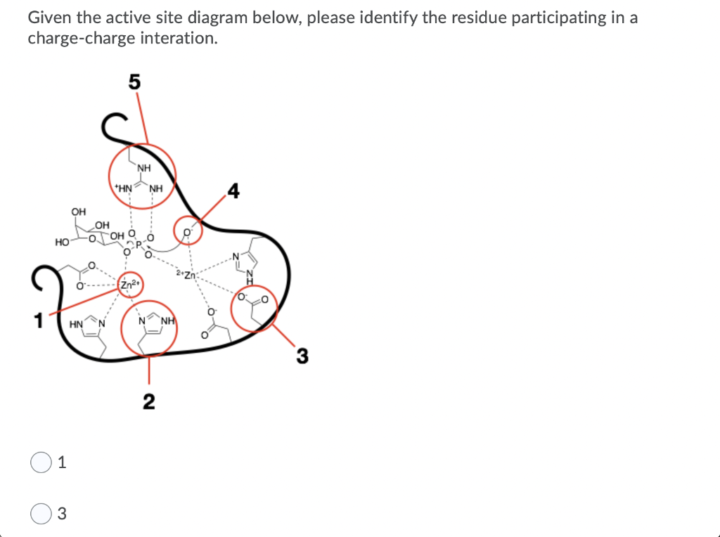 Given the active site diagram below, please identify the residue participating in a
charge-charge interation.
HO
1
3
OH
HN
OH