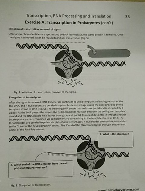 Solved Transcription, RNA Processing And Translation | Chegg.com