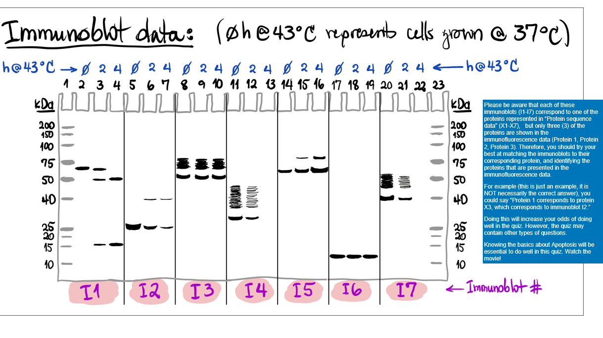 Please be aware that each of these immunoblots | Chegg.com