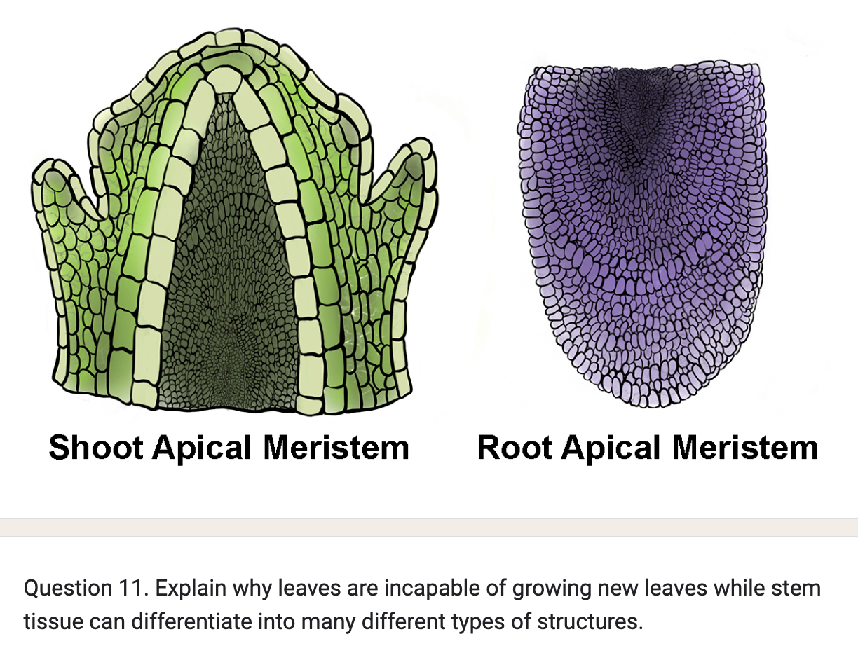 root apical meristem and shoot apical meristem