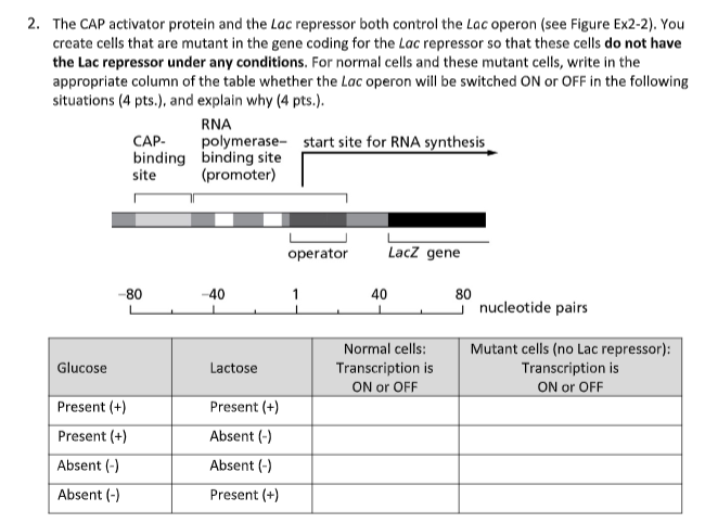 Solved 2. The CAP activator protein and the Lac repressor | Chegg.com