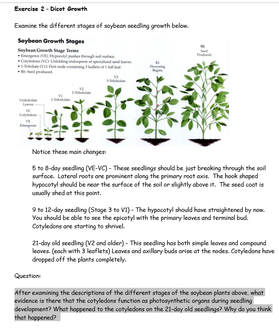 soybean growth timeline