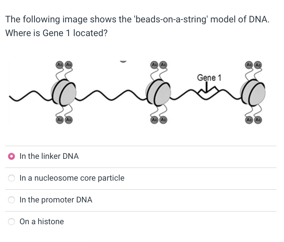 Solved The following image shows the 'beads-on-a-string' | Chegg.com
