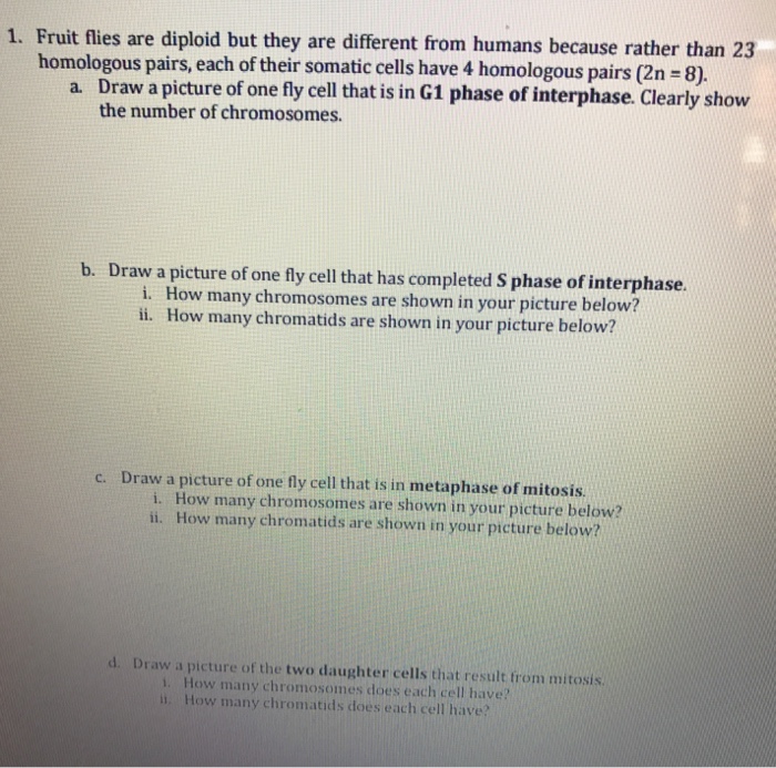 Solved 1. Fruit flies are diploid but they are different