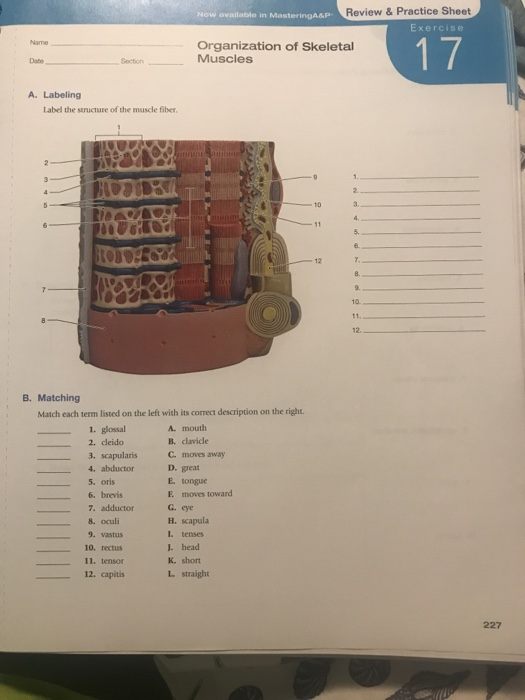 Solved Now Available In MasteringA&P Review & Practice Sheet | Chegg.com