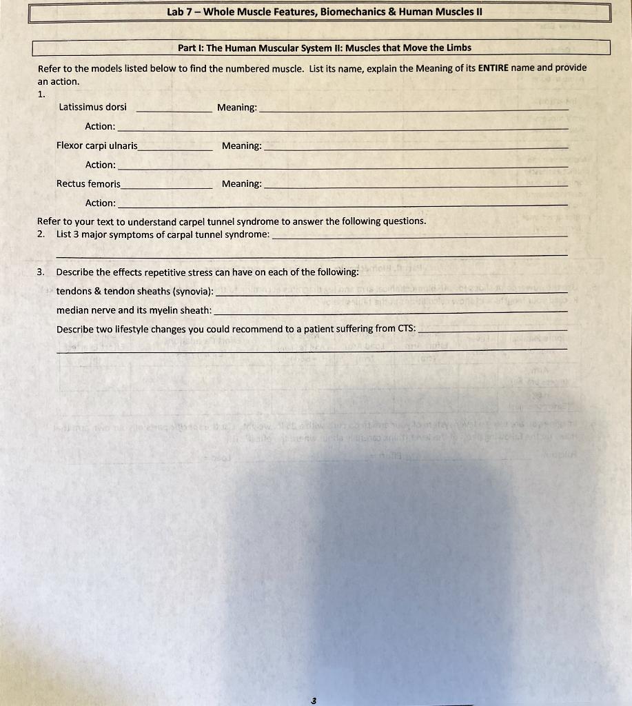 Solved Lab 7 - Whole Muscle Features, Biomechanics & Human | Chegg.com