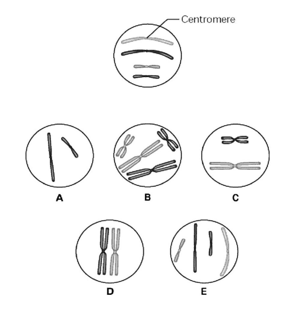 Solved 34) The unlettered circle at the top of the figure | Chegg.com