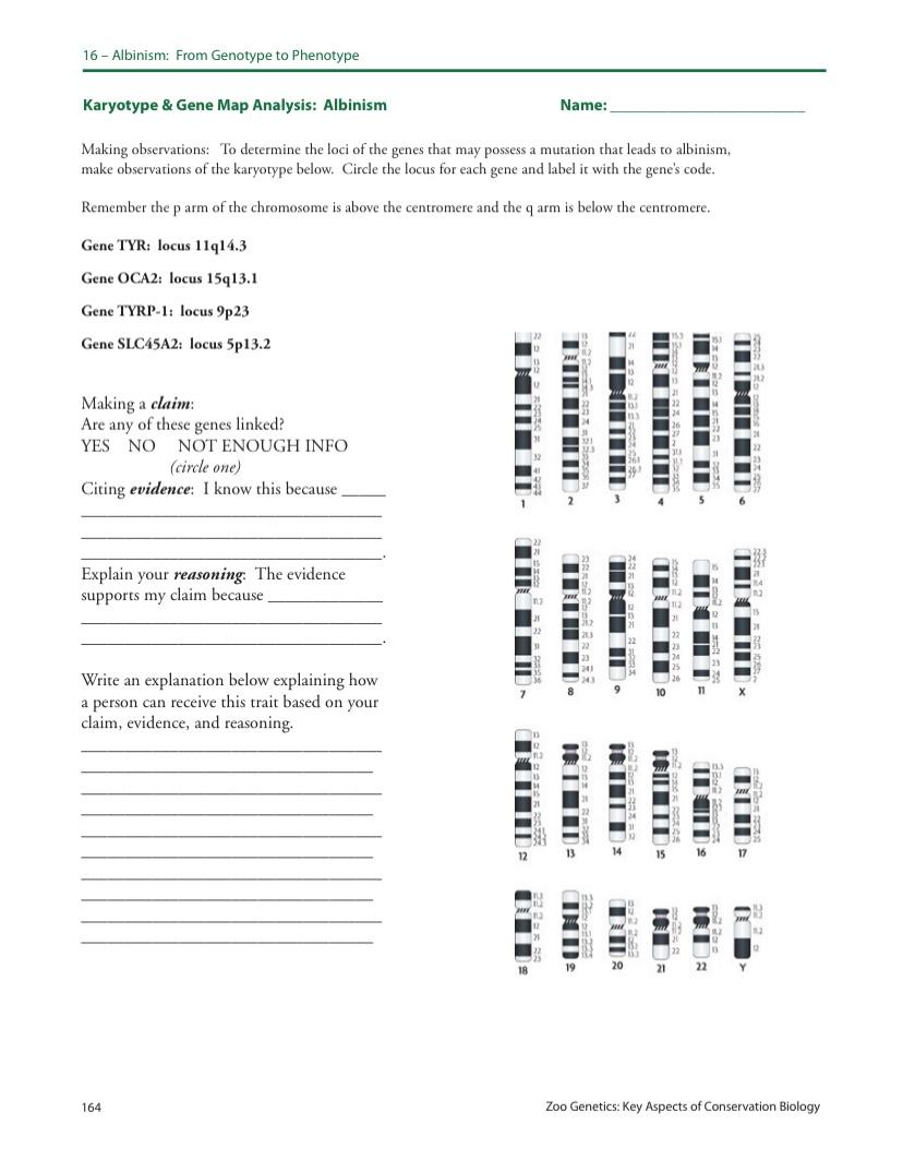 solved-16-albinism-from-genotype-to-phenotype-karyotype-chegg