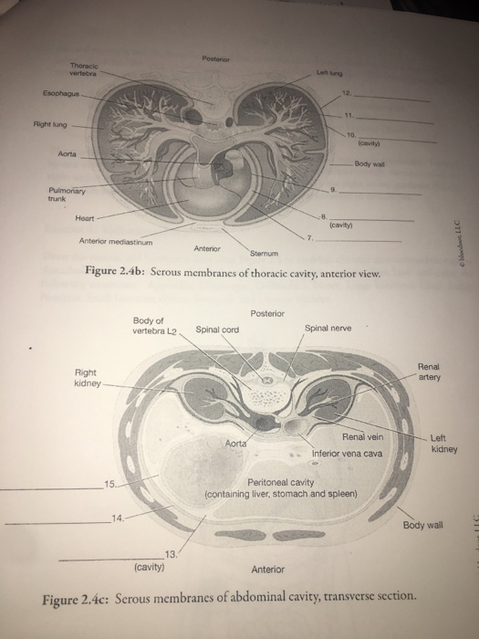 Solved Posterior Thoracic Let tung vertebra Esophagus 12 11 | Chegg.com