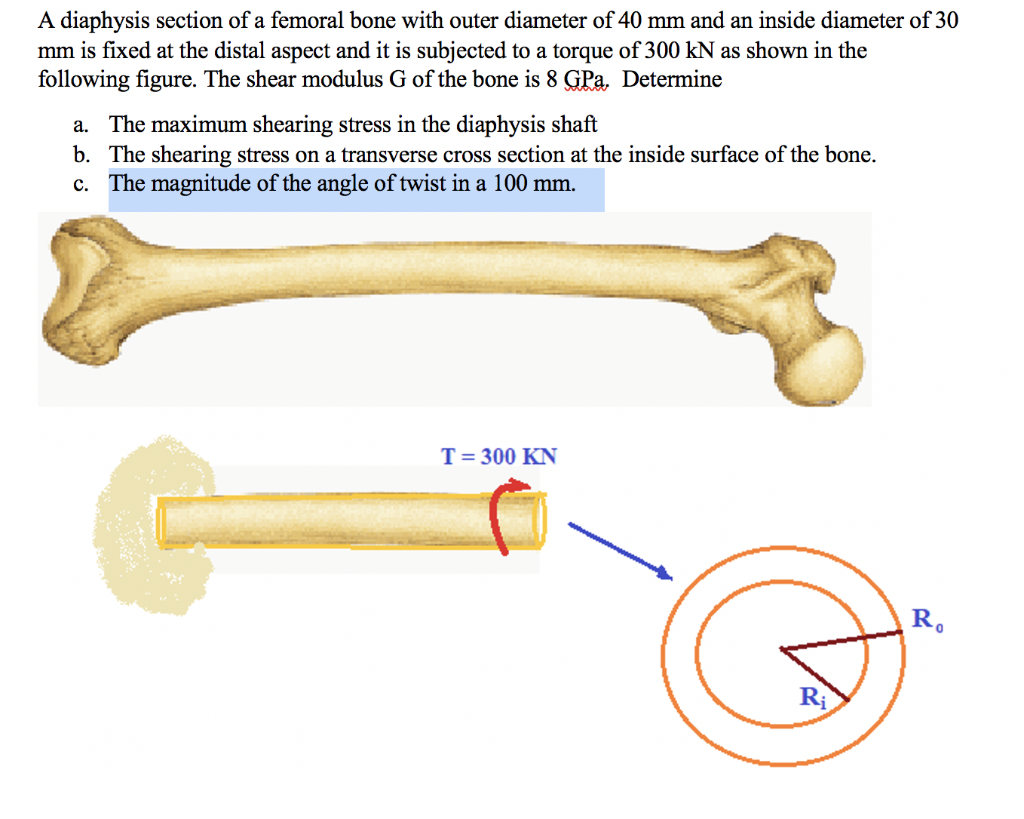 Solved A diaphysis section of a femoral bone with outer | Chegg.com