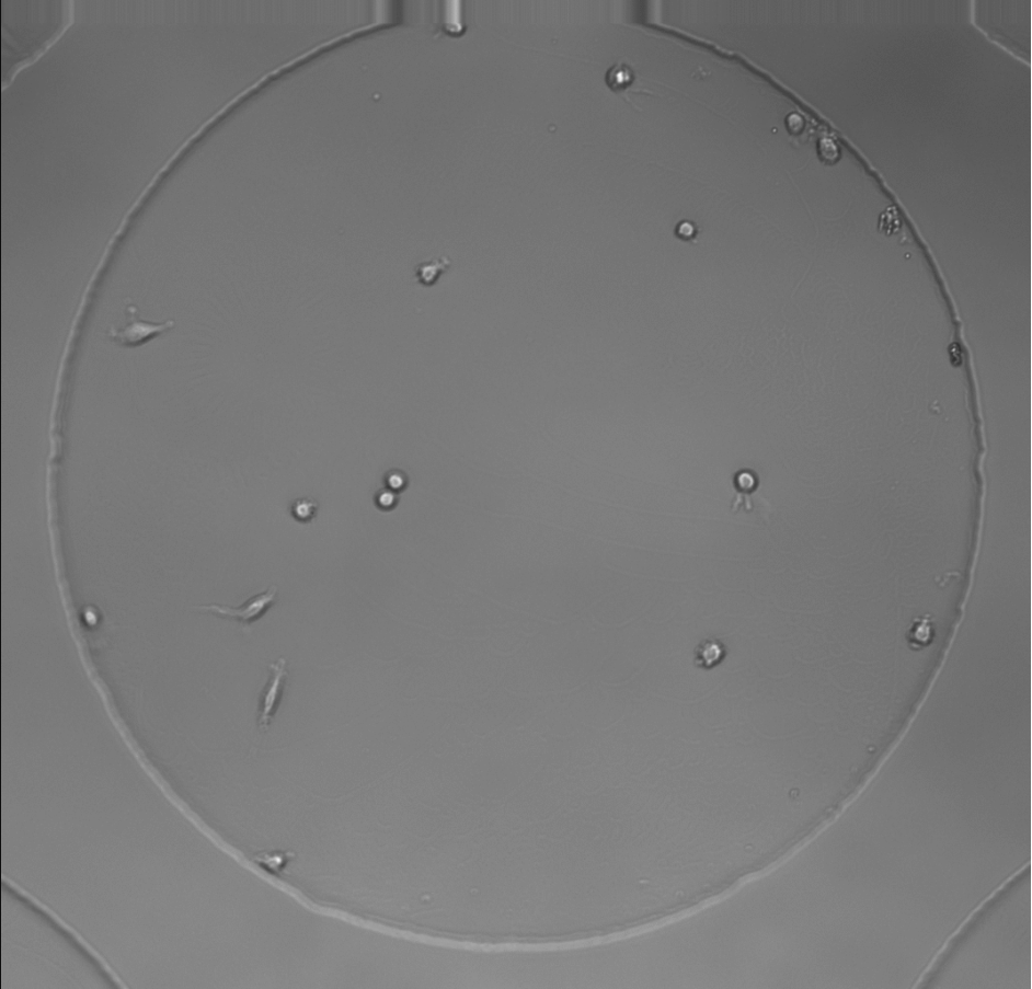 Solved Image Processing- Write code with python.. Task: | Chegg.com