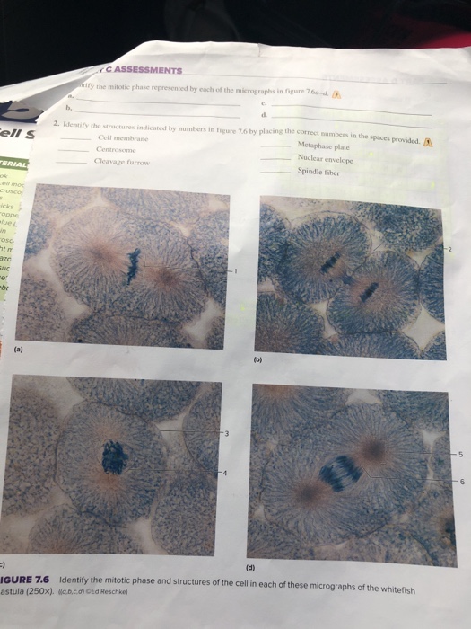 Solved C ASSESSMENTS ify the mitotic phase represented by Biology Diagrams
