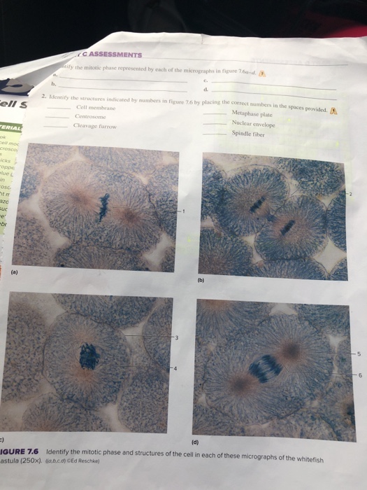 Solved C ASSESSMENTS Ify The Mitotic Phase Represented By | Chegg.com