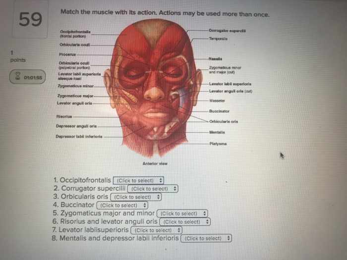 Solved Match the muscle with Its action. Actions may be used | Chegg.com