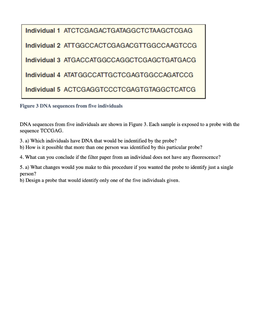 Solved Using DNA Probes A DNA probe is a short piece of